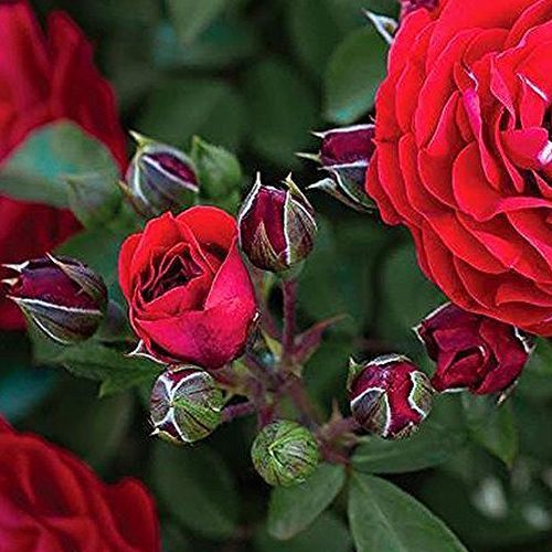 Rosa Tara™ - naranja - Árbol de Rosas Inglesa - rosal de pie alto- forma de corona tupida